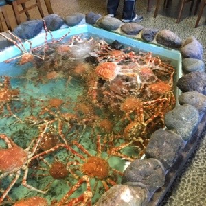 戸田漁港 たかあしがに